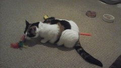 Getting A New Rescue Cat, Excited!
