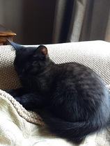 What's your DCat up to today? (Thread 7!)