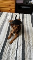 Is my dog the cutest??