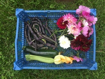 Allotment?Veg Patch Thread 13! Are we weathering the weather?