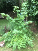 Can you help me identify this plant?