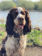 Springer spaniel owners