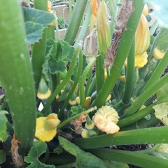 Allotment/Veg Patch Thread 12! Plotmenters hoping for better weather