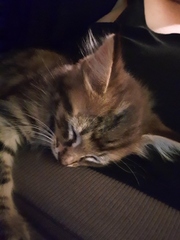 New kitten! (With pics)