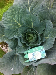 Allotment?Veg Patch Thread 13! Are we weathering the weather?