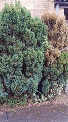 Please help tree dying top down