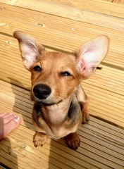 Potential puppy farmed 'pure' Daschund