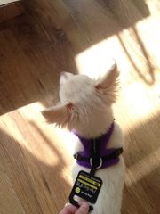 General Dog Chat Part III