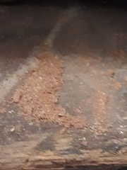 Does this look like dry rot spores to you?