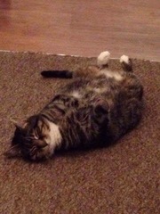 Tabby appreciation thread (with pics)