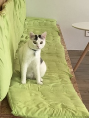 Cat cafe in Reims France
