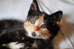 To think my new kitten is far too Cute?