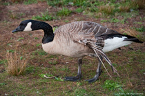 To think it's OK to feed bread to ducks/swans/geese