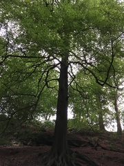 Any Witches Here ? Part 2