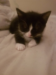 To think my new kitten is far too Cute?