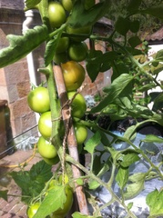 Allotment?Veg Patch Thread 13! Are we weathering the weather?