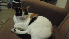 Getting A New Rescue Cat, Excited!