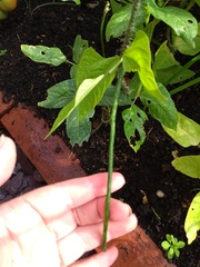 Allotment?Veg Patch Thread 13! Are we weathering the weather?