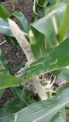 Allotment?Veg Patch Thread 13! Are we weathering the weather?