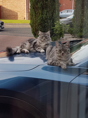 Anyone had two male kittens?