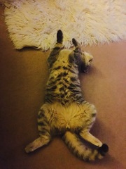 Tabby appreciation thread (with pics)