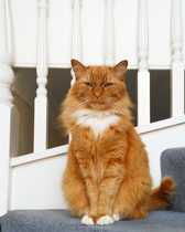 Fat cat slim