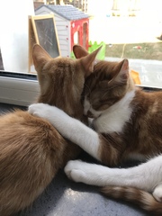 I just love my cat babies!!