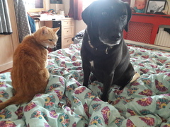 To ask on this dreary bank holiday Monday for your pet photos?