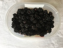 Allotment?Veg Patch Thread 13! Are we weathering the weather?