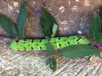 Can anyone identify this lovely 🐛