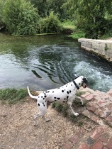 To think Mumsnet don’t approve of any dog?