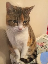 Happy International Cat Day!