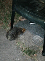 I need a female hedgehog name