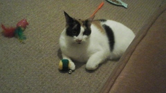 Getting A New Rescue Cat, Excited!