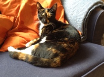 Home invasions! Cat flap recommendations sought.