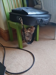 To think my new kitten is far too Cute?