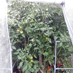 Allotment?Veg Patch Thread 13! Are we weathering the weather?