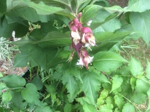 Can you help me identify this plant?