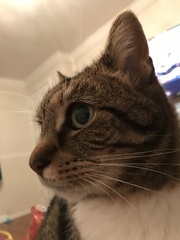 Tabby appreciation thread (with pics)