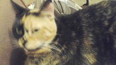 Getting A New Rescue Cat, Excited!