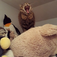 Tabby appreciation thread (with pics)