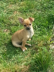 Is my dog the cutest??