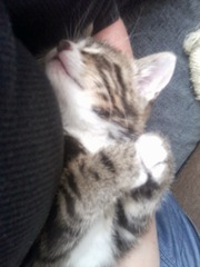 Tabby appreciation thread (with pics)