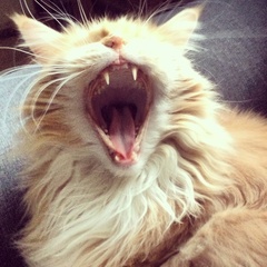 To ask on this dreary bank holiday Monday for your pet photos?