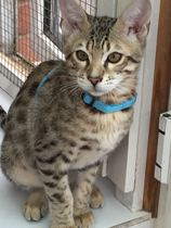 Cat (kitten) shaped dream come true!