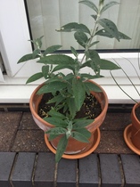 Can anybody please identify these plants ?