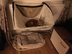 New cat is a disappointment.