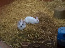 Bunnies winter home..