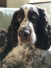 Springer spaniel owners