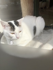 Cat cafe in Reims France
